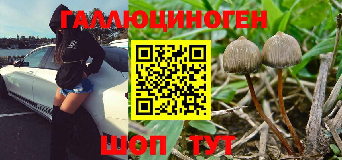 Галлюциногенные грибы Psilocybine cubensis Нерюнгри